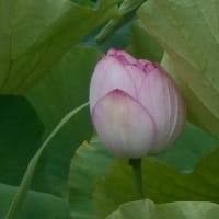 蓮の花咲いたと思ったらいつの間にか