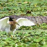 あかかしらしぎ