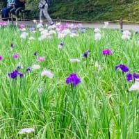 鎌倉のあじさいを見に