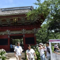 あじさい狩り　茨城県桜川市本木　雨引観音（雨引山楽法寺）あじさい祭（8）仁王門から2週目