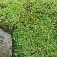 苔がとても美しい