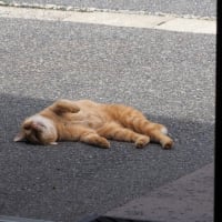 朝から気合十分の土曜日です。
