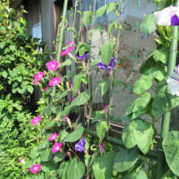 ４種類目の朝顔、咲いた！ (７/11＊金）