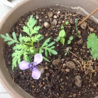 ようやく2輪チリアヤメが咲いた