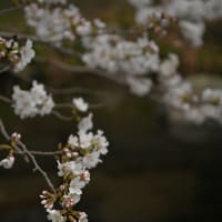 咲いてます