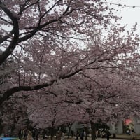 錦町公園の桜