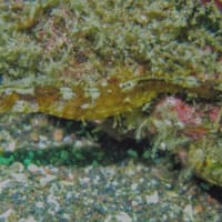 石橋最新生物事情2025/06/23[w/pics]