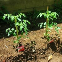 令和６年のトマト栽培ーⅠー