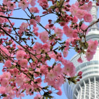 好評再掲載！『満開ソメイヨシノ桜そして青空のスカイツリーの八重桜 撮影紀行 』です！『スタスOGレビュー春のおどり』応援企画です！ ！ そして 芹なづな さんの 4月5月ライブ日程です！