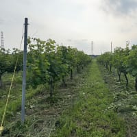 ぶどうの剪定作業中