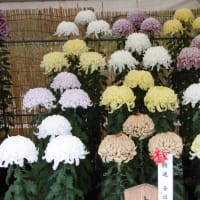 日本庭園の菊花展