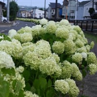 下仁田神成古代蓮の里・安中アイリスの丘