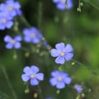 夏の花達５）亜麻、オニゲシ、ハマナスなど