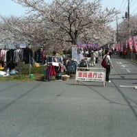 ４月１日　桜市初日です。
