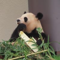 パンダ4頭中国に返還されて和歌山を出発