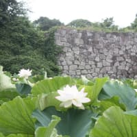 福岡城址の蓮の花