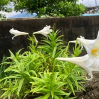 雨上がりの菜園～菜園ライフ４２０