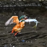 08/Aug   朝陽と朝焼けの雲とサルスベリとオオムラサキツユクサとカワセミ