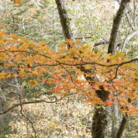 紅葉２００９。