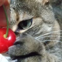 さくらんぼ♪