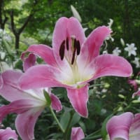日比谷公園の百合（ユリロード）が満開に咲いているよ！これは楽しみやぁ～