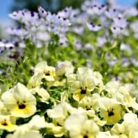 花壇の花（大船フラワーセンター）