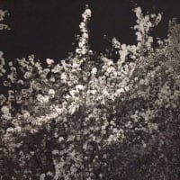 お花見は自宅の窓から
