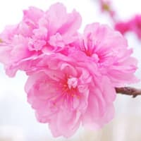 たのしい万葉集　春の園紅にほふ桃の花・・・　