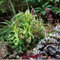 港の見える丘公園（薔薇園）