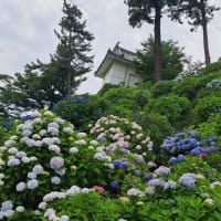 小田原城址公園では紫陽花と菖蒲が見頃を迎え「小田原城あじさい花菖蒲まつり」が開催中！
