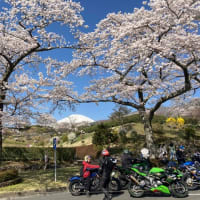 春爛漫、富士と桜のツーリング