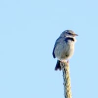 05/13探鳥記録写真：はまゆう公園の鳥たち（ウグイス三昧、）