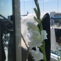 グラジオス