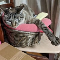 猫好き