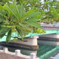 サウナ状態の早朝散歩