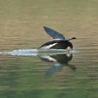 ハリオアマツバメさん無性に逢いたくて! その2