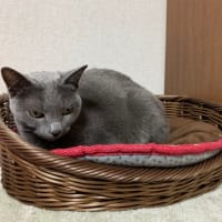 お久しぶりに