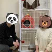  トライアル（譲渡）が決まった猫さん（2020年度②）