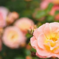 ぎふワールド・ローズガーデンの薔薇の花