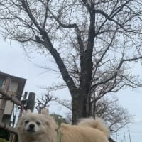 20250328　れあ　７歳と４か月と２３日