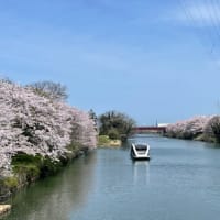 中島閘門の桜