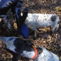 イングリッシュ　ポインターの仔犬