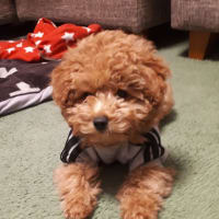CoCoちゃん、誰かに似てない⁉️😄