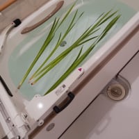 恒例の菖蒲湯
