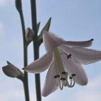 水無月二十日大安JULIEday前日。blog七千日目の朝に擬宝珠開花