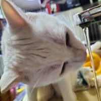 白猫のんちゃんは新しいルーティンを始めたようです