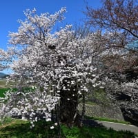手長の桜