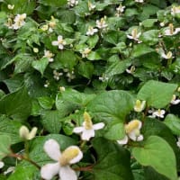 どくだみの花