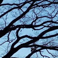 冬木と野鳥