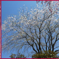 天空に咲く千本のしだれ桜とチューリップとネモフィラの絨毯